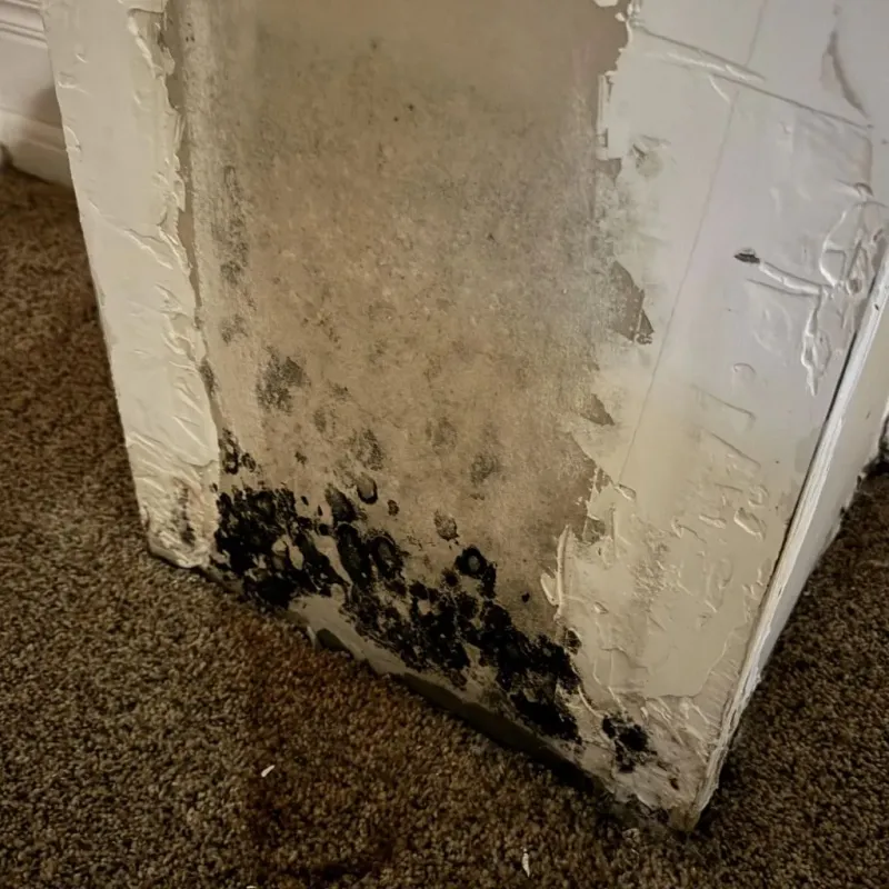 Professional Mold Removal in Morgantown, KY